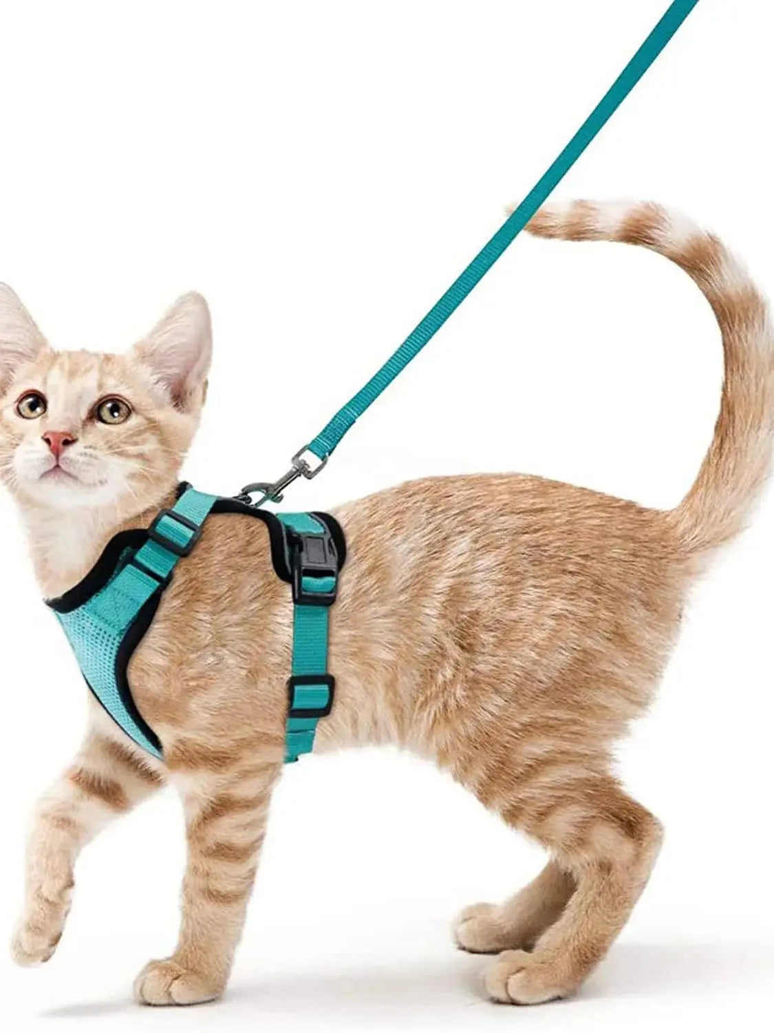 Cat Harness and Leash for Walking.