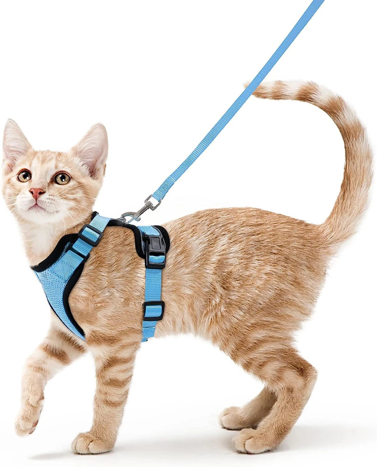 Cat Harness and Leash for Walking.