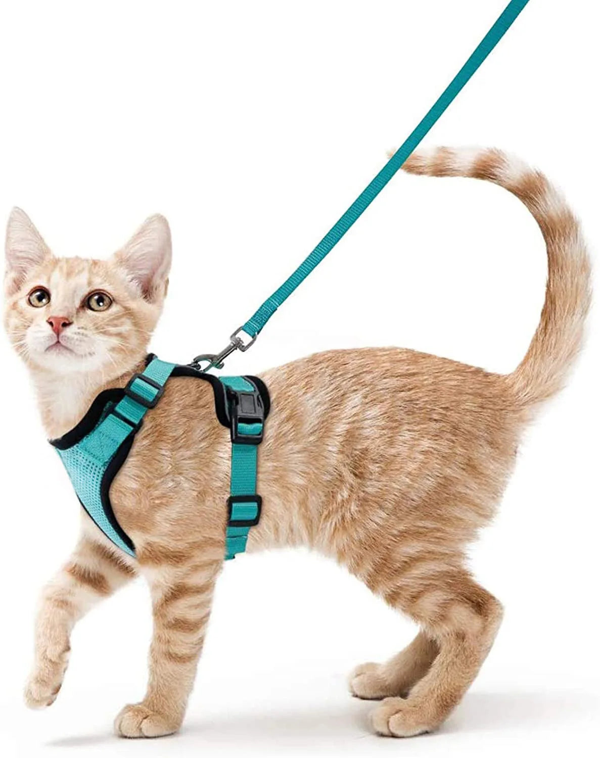 Cat Harness and Leash for Walking.