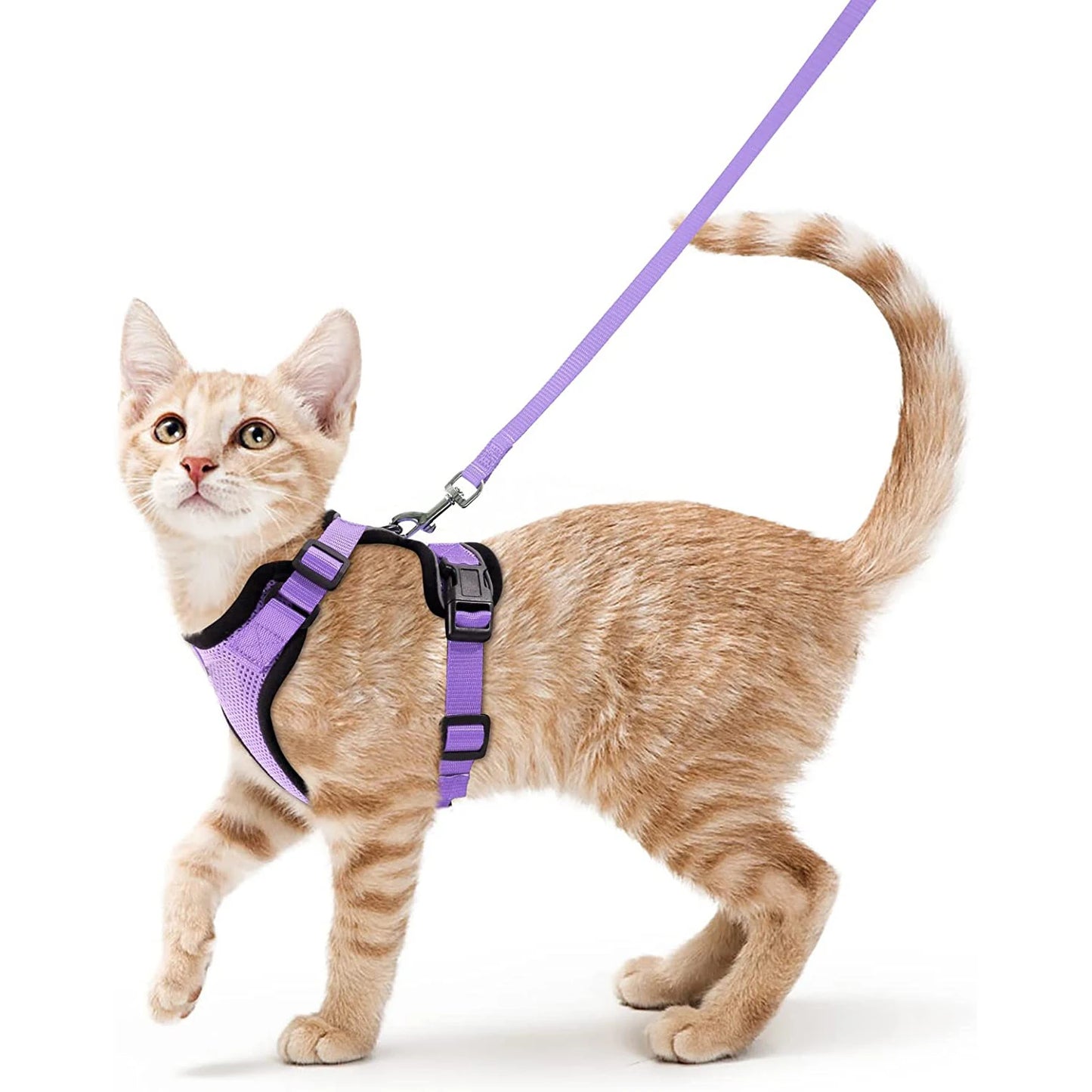 Cat Harness and Leash for Walking.