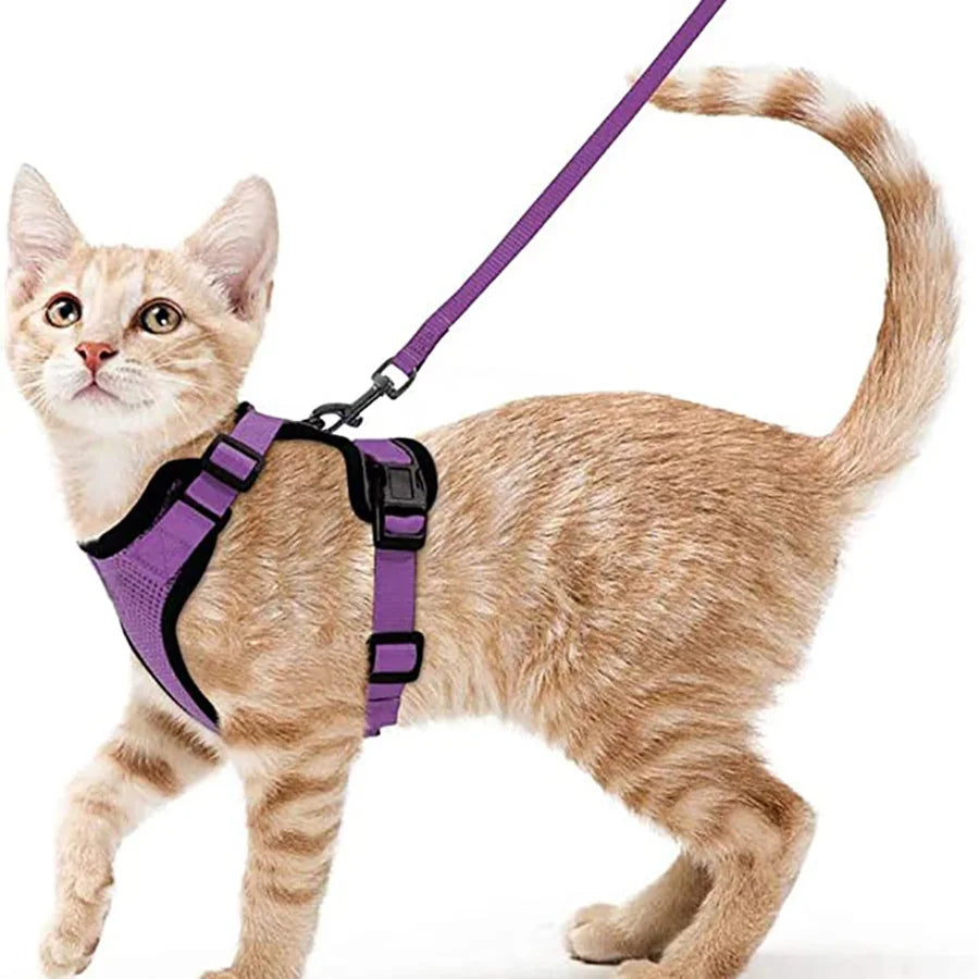 Cat Harness and Leash for Walking.