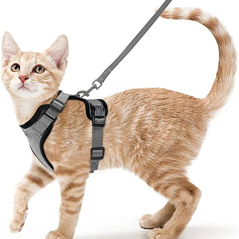 Cat Harness and Leash for Walking.