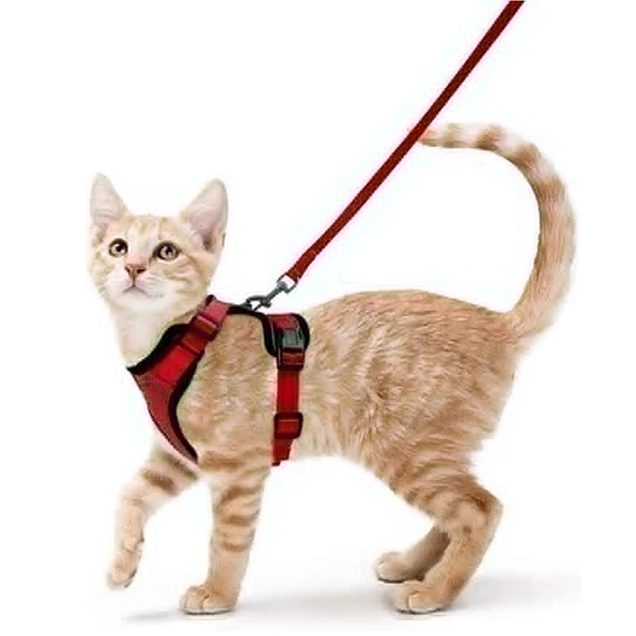 Cat Harness and Leash for Walking.