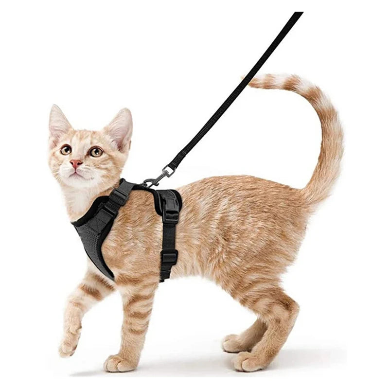 Cat Harness and Leash for Walking.